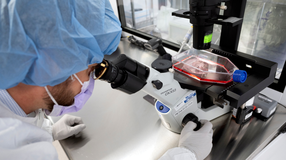 New cancer tech sends chemo straight to tumors Education Directory