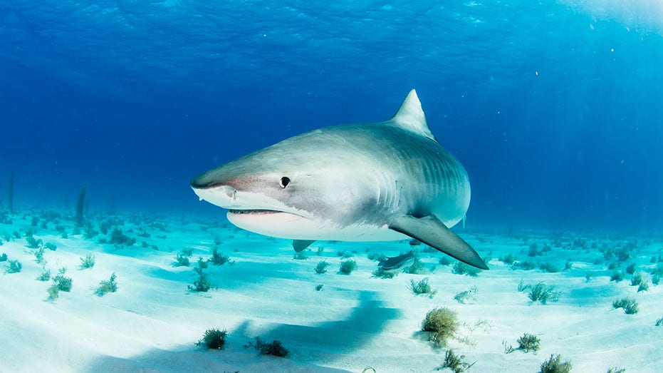 Sharks in Bahamas found to have cocaine and other drugs in their systems, study says Education Directory