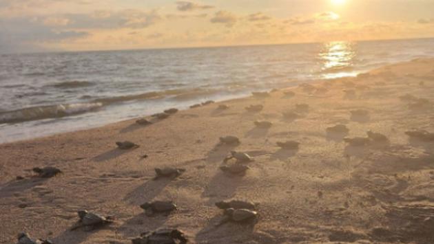 Where to See Baby Turtles in Puerto Vallarta, Mexico